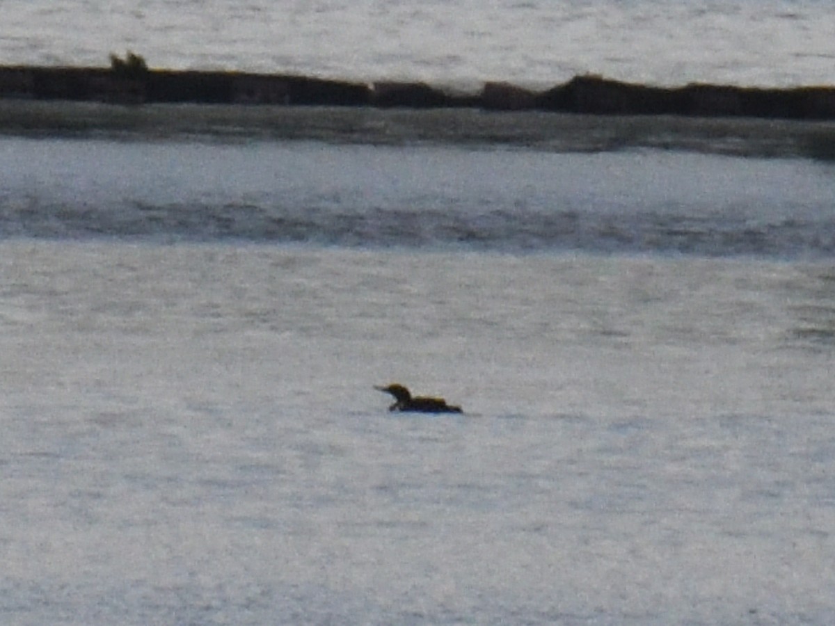 Red-breasted Merganser - ML645807533