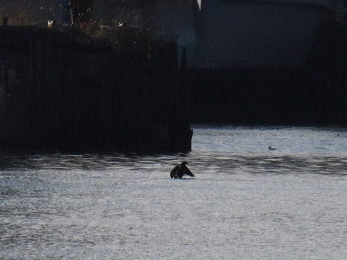 Red-breasted Merganser - ML645807534