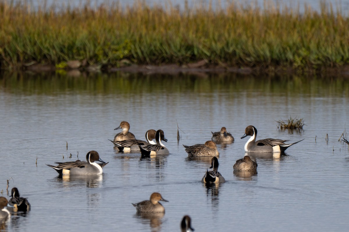 Northern Pintail - ML645807535