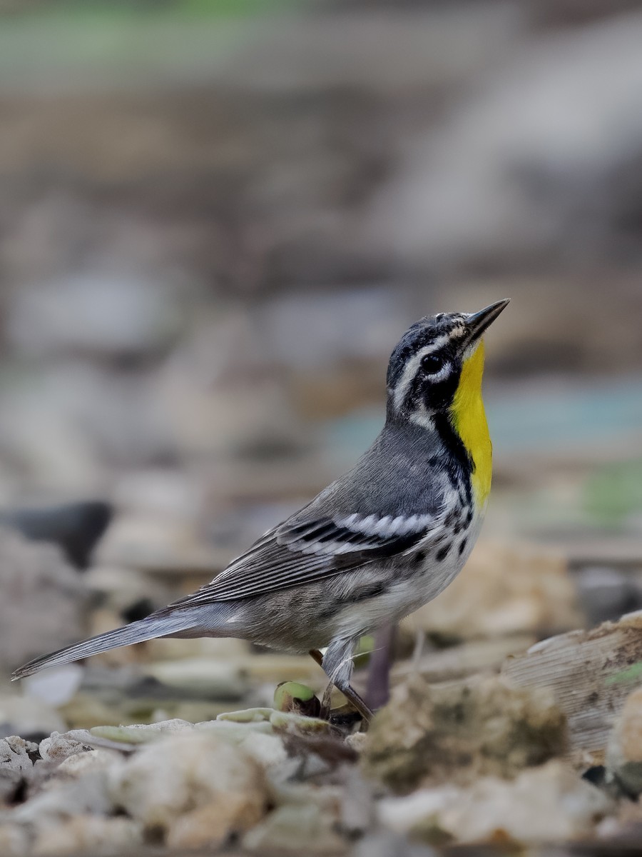 Yellow-throated Warbler - ML645807536