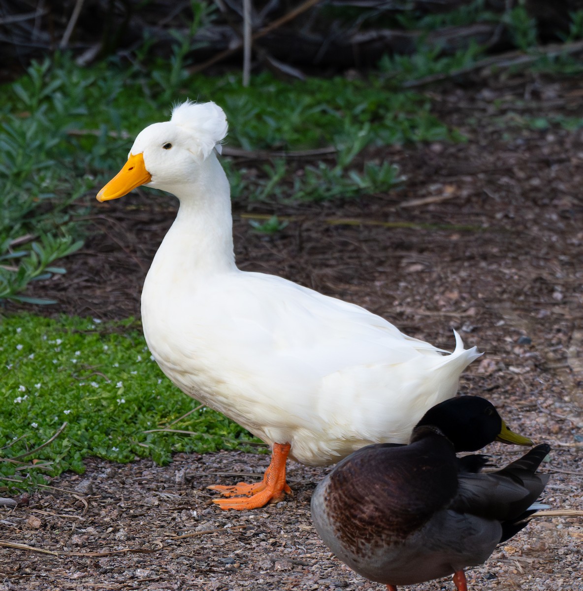 Mallard (Domestic type) - ML645807537