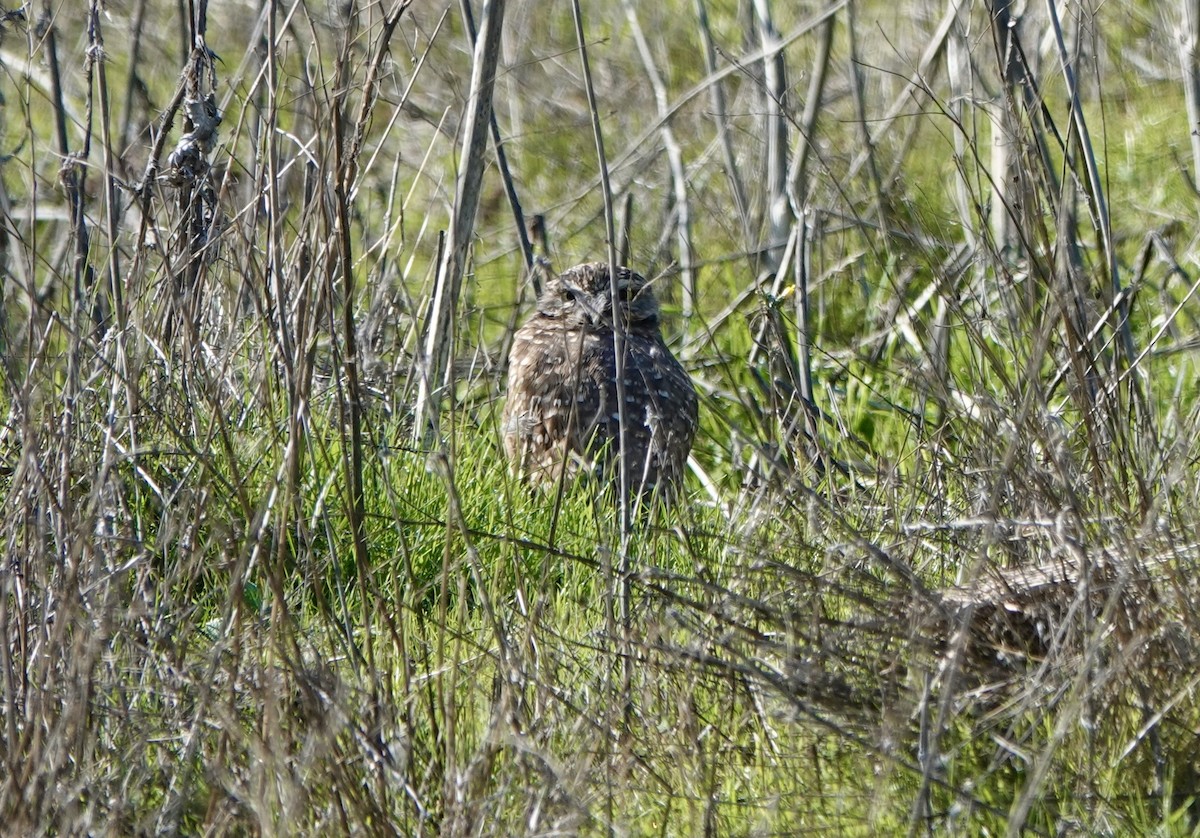 Burrowing Owl - ML645807539