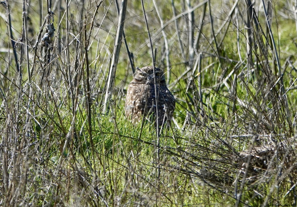Burrowing Owl - ML645807540