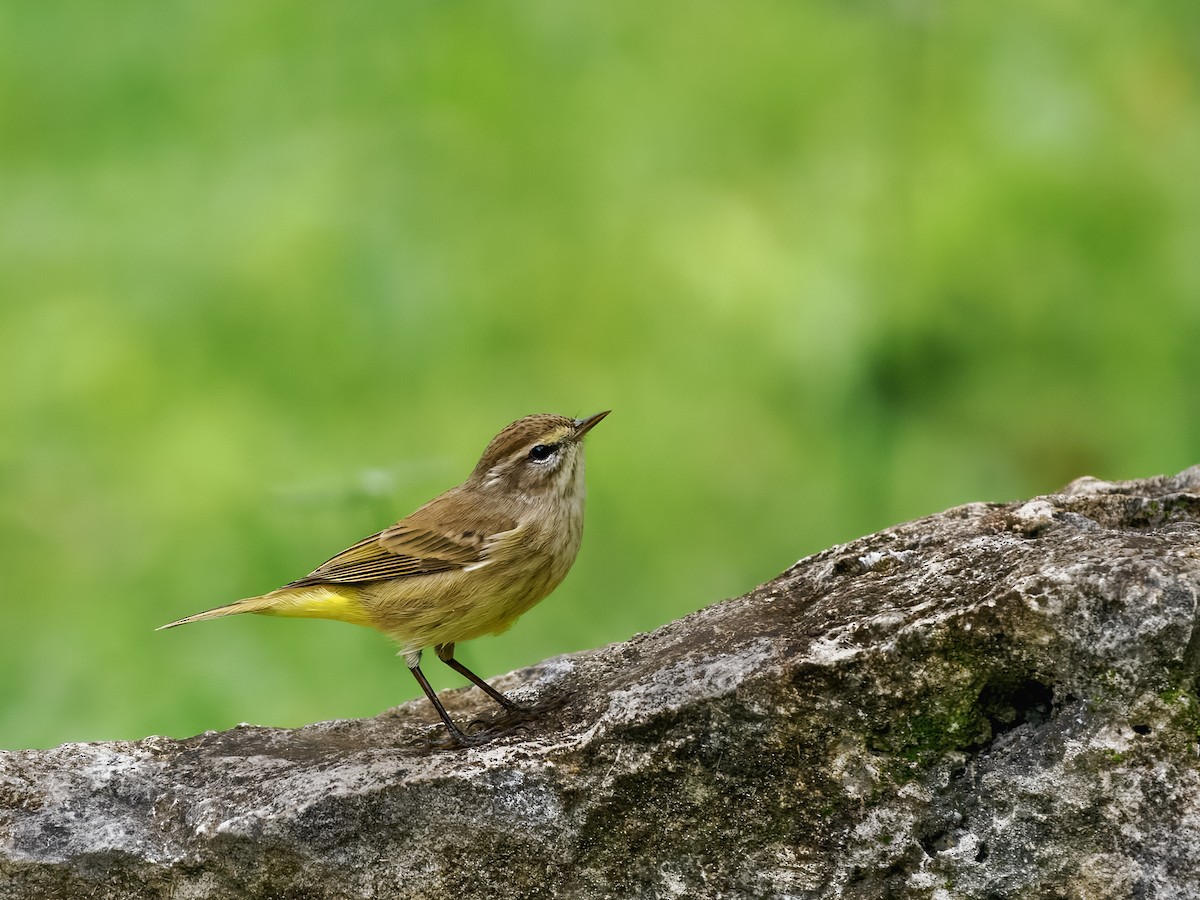 Palm Warbler - ML645807541