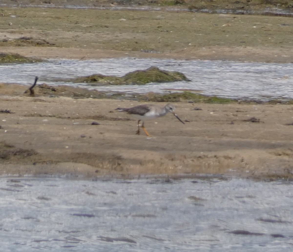 Terek Sandpiper - ML645807542