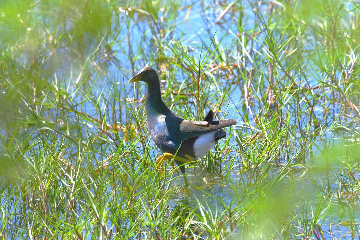 Purple Gallinule - ML645807543