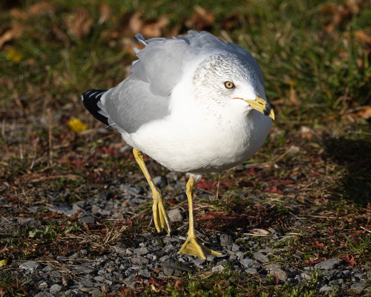 Ring-billed Gull - ML645807544