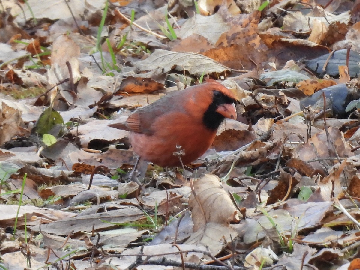 Northern Cardinal - ML645807545