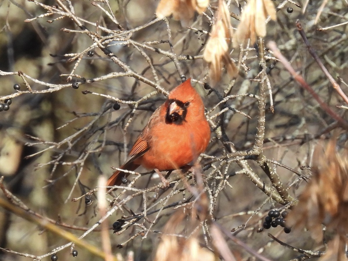Northern Cardinal - ML645807546