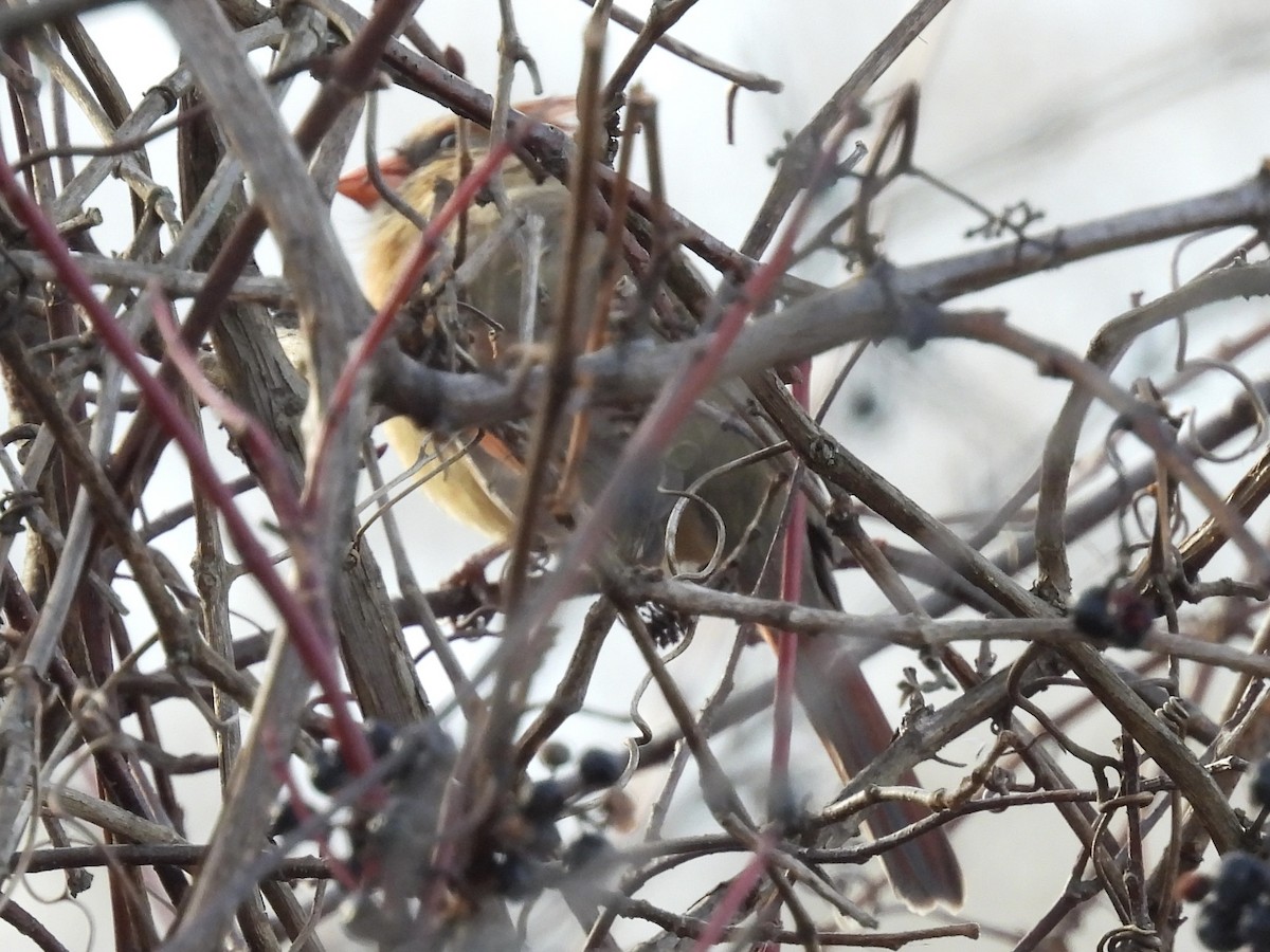 Northern Cardinal - ML645807547