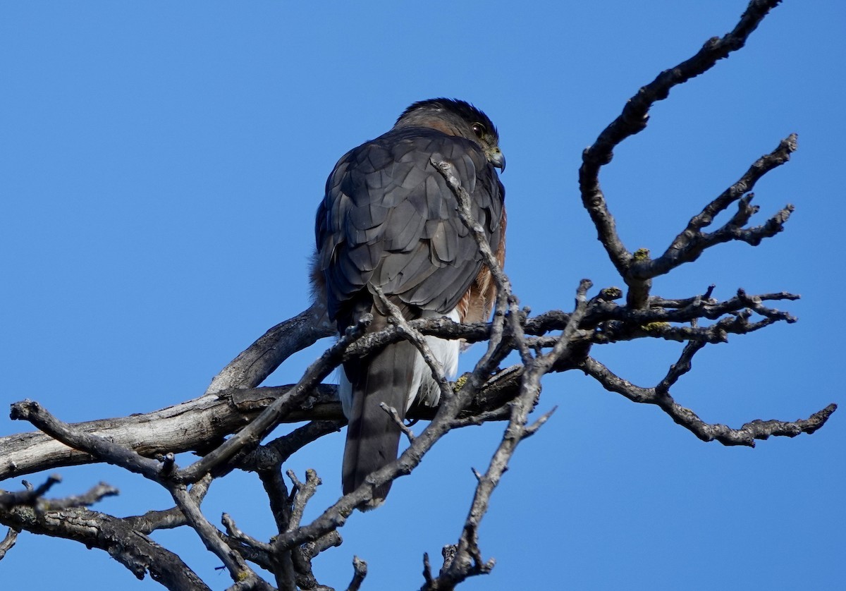 Cooper's Hawk - ML645807551