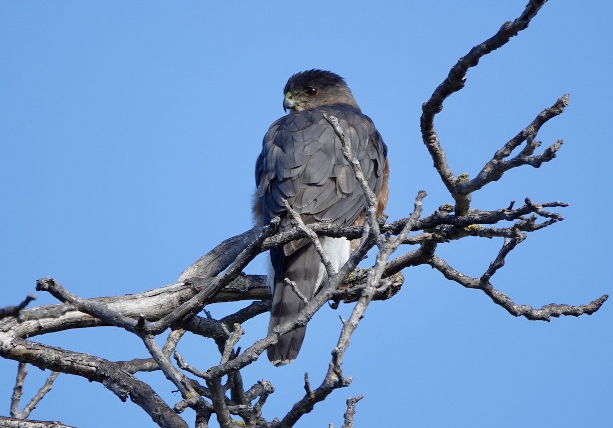 Cooper's Hawk - ML645807552