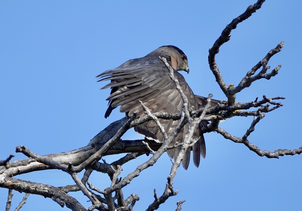 Cooper's Hawk - ML645807553