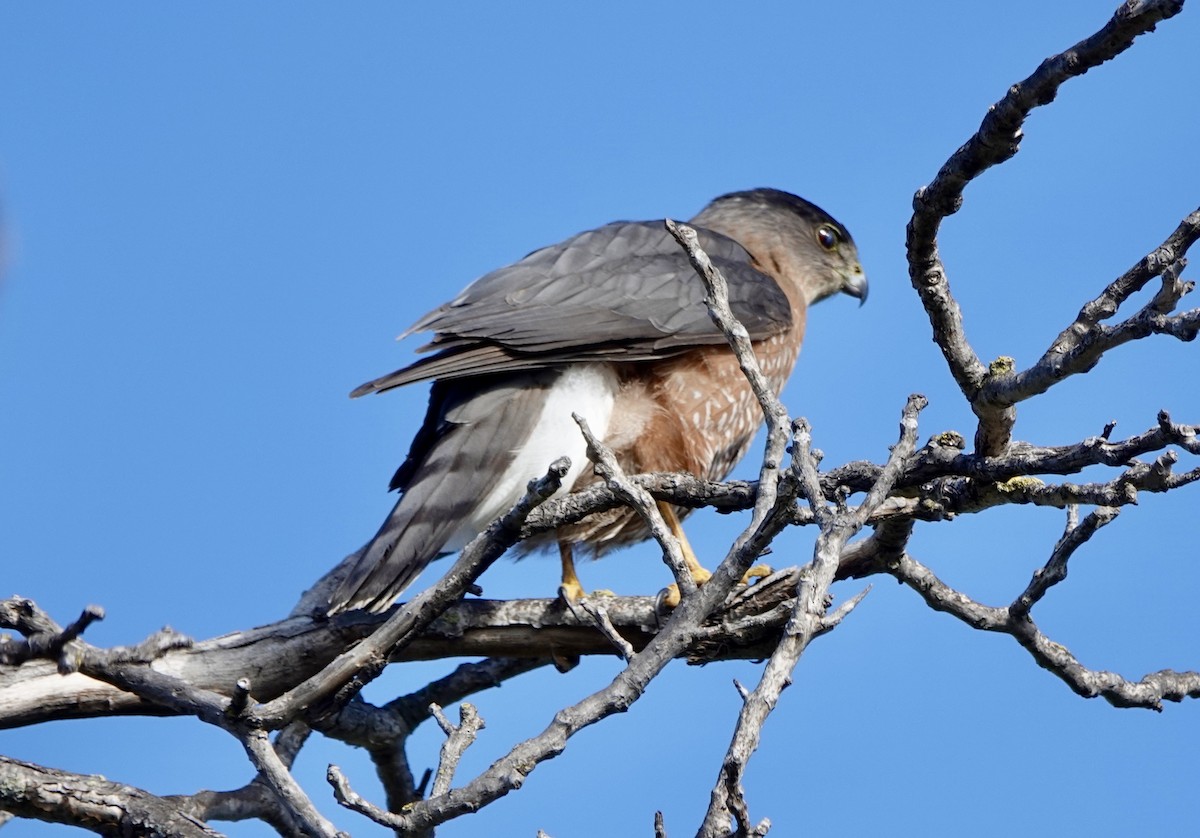 Cooper's Hawk - ML645807554