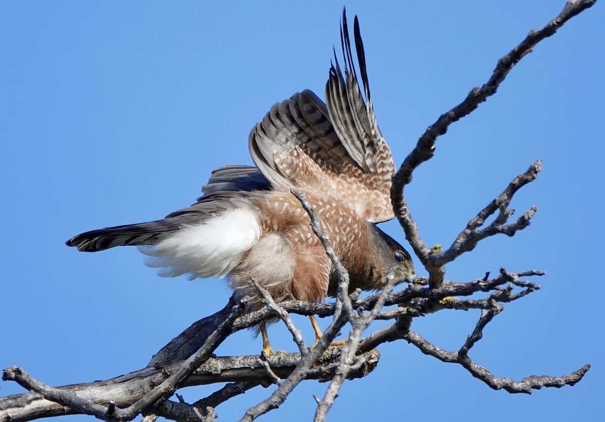 Cooper's Hawk - ML645807555