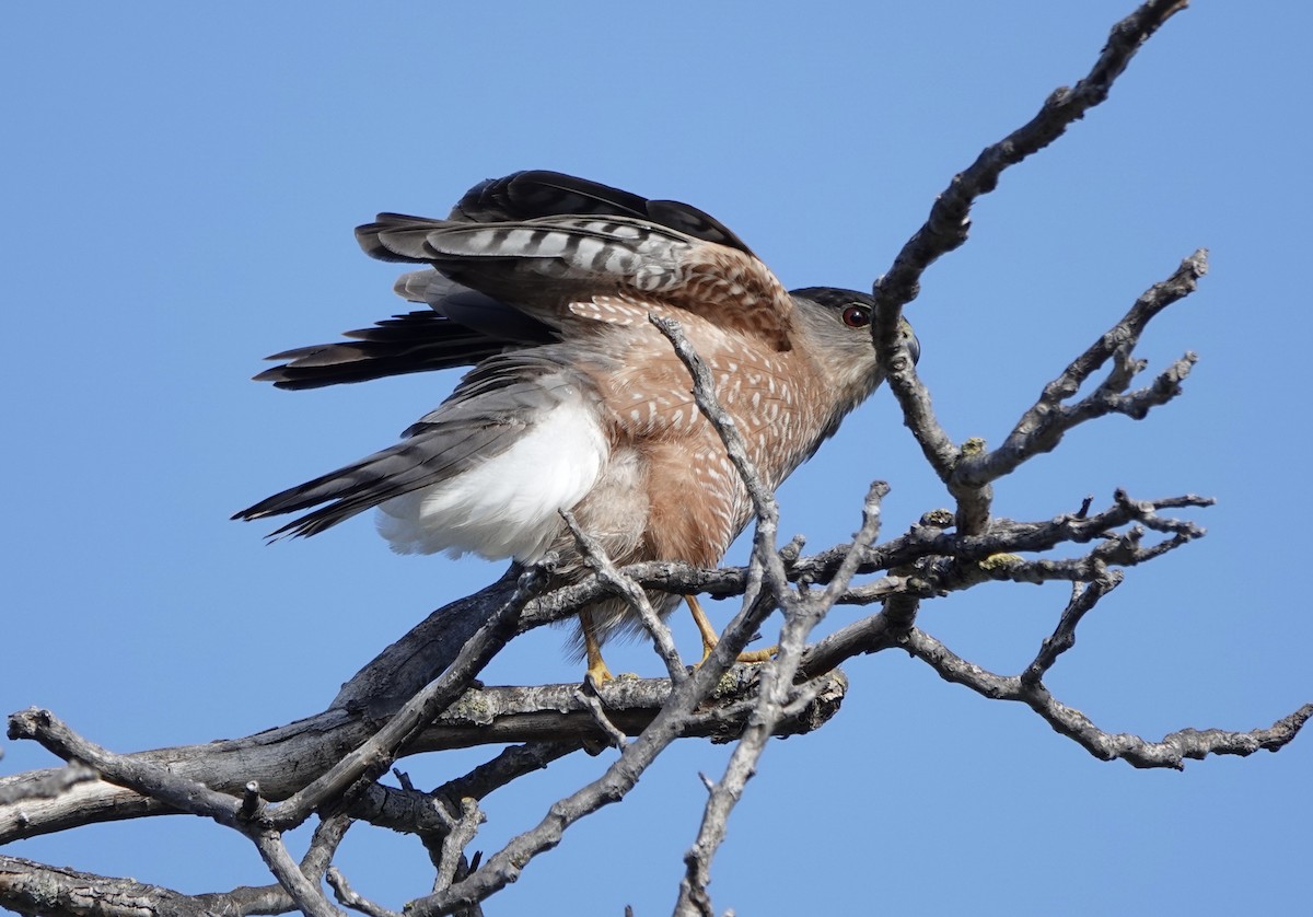 Cooper's Hawk - ML645807556