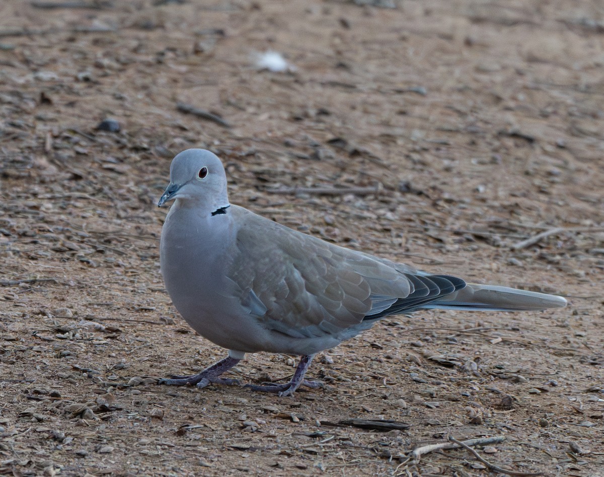 Eurasian Collared-Dove - ML645807561