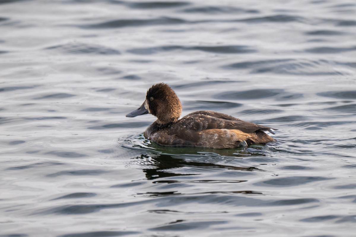 Lesser Scaup - ML645807563