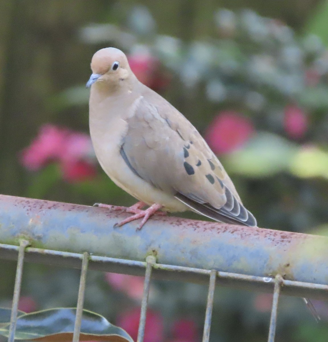 Mourning Dove - ML645807564