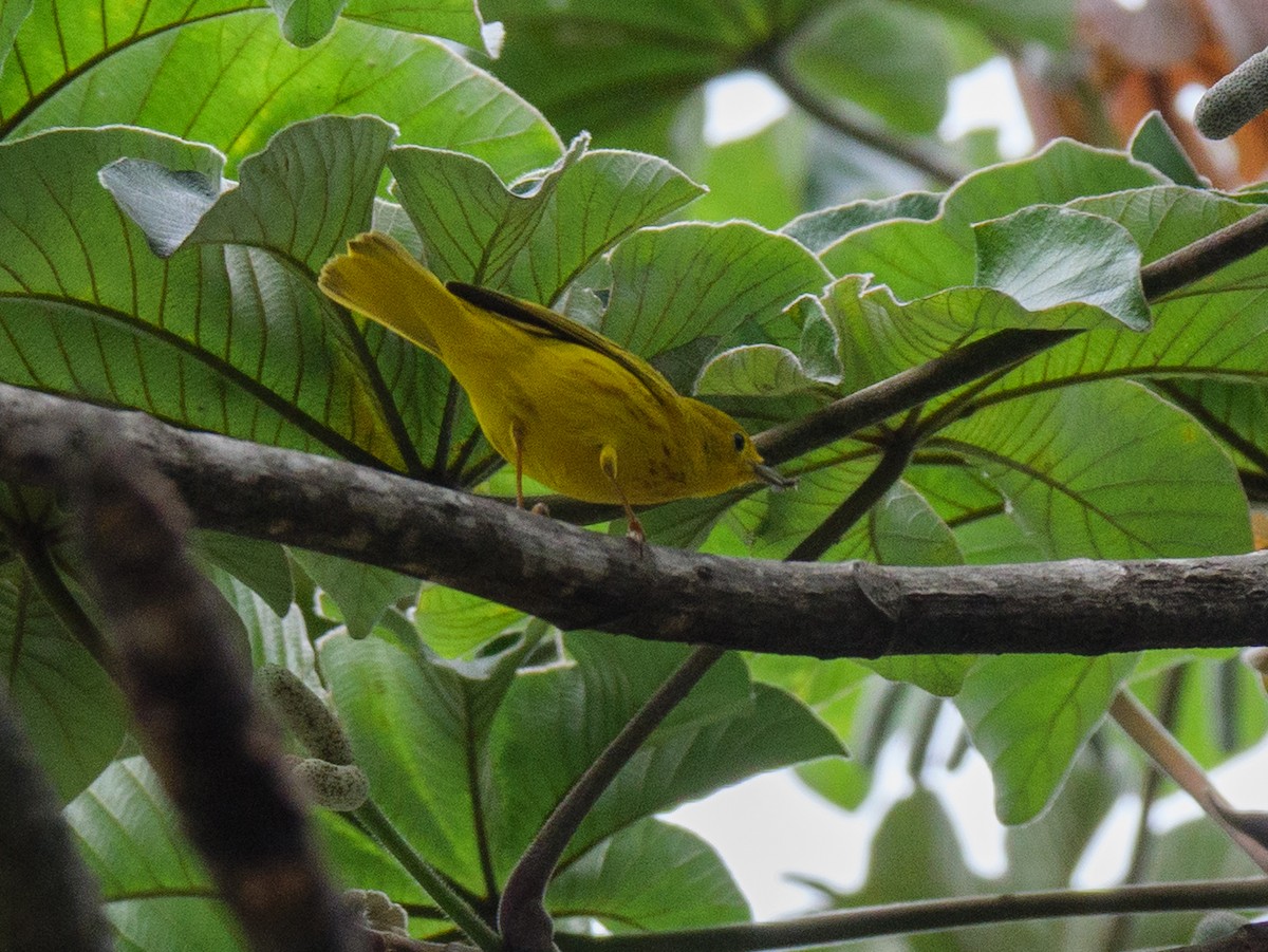 Northern Yellow Warbler - ML645807566