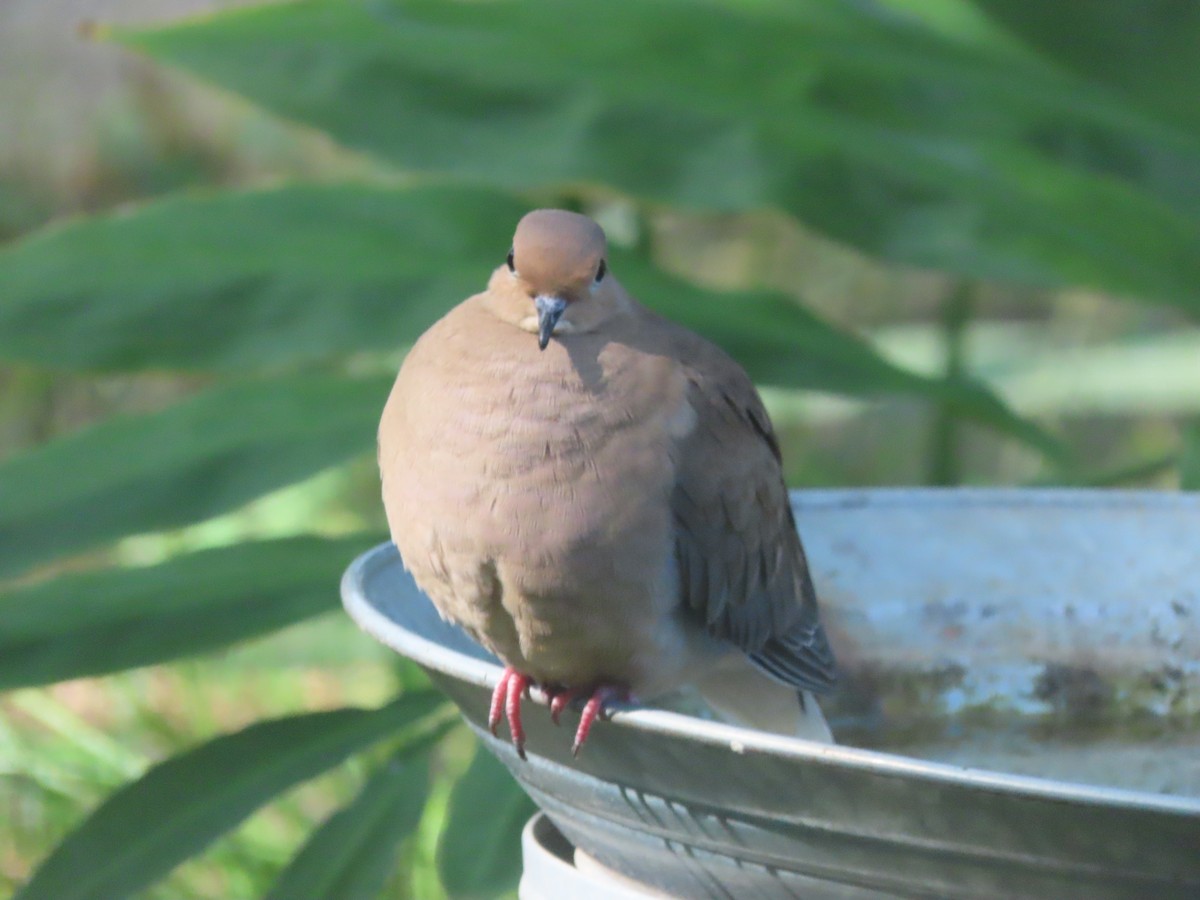 Mourning Dove - ML645807567