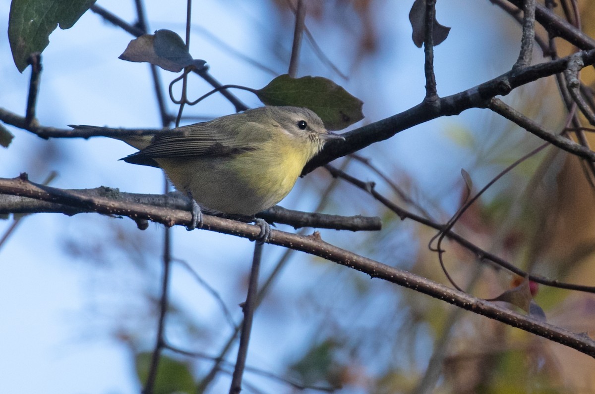Bireo filadelfiarra - ML645807569