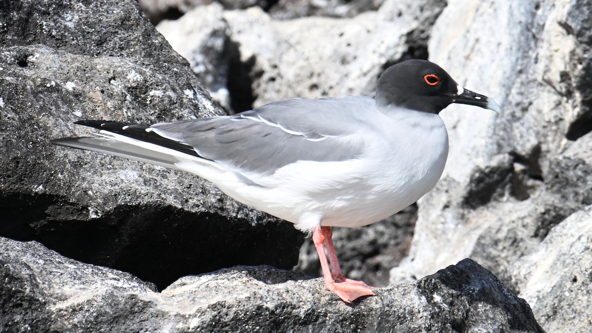 Gaviota Tijereta - ML645807576