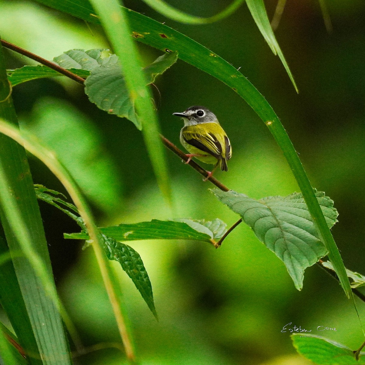 Black-capped Pygmy-Tyrant - ML645807577