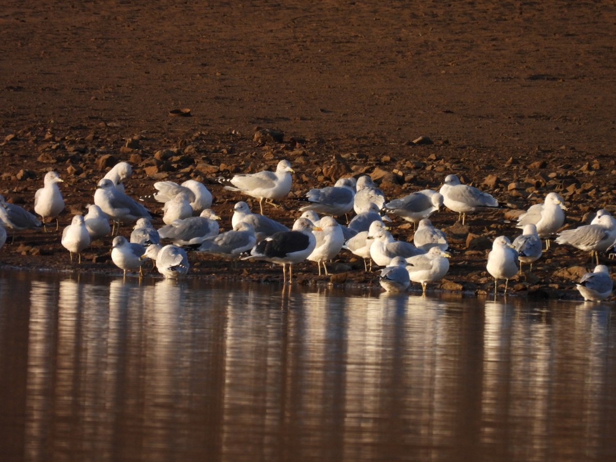 Zafferano - ML645807590