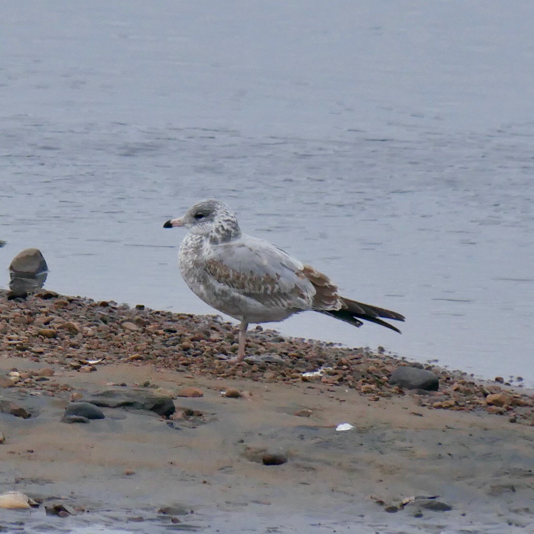 Ring-billed Gull - ML645807593