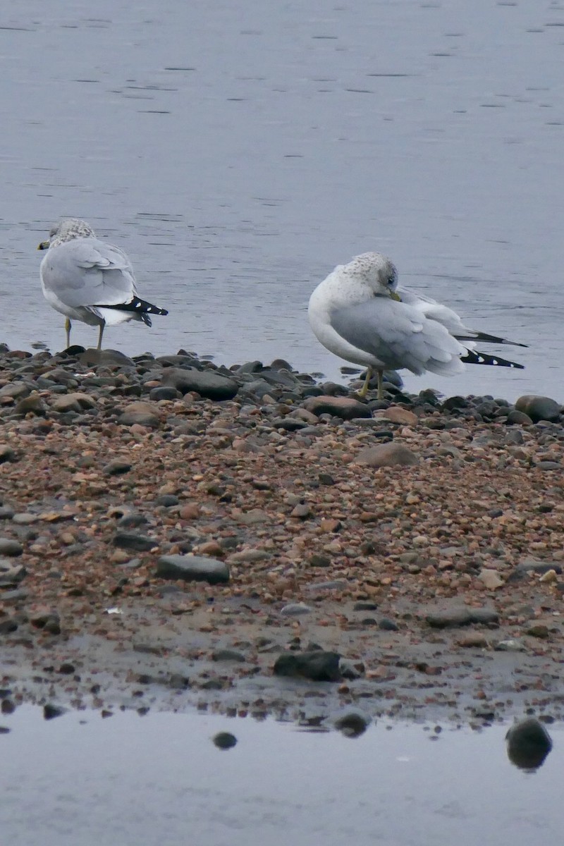 Ring-billed Gull - ML645807594