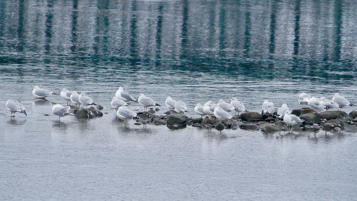 Ring-billed Gull - ML645807595