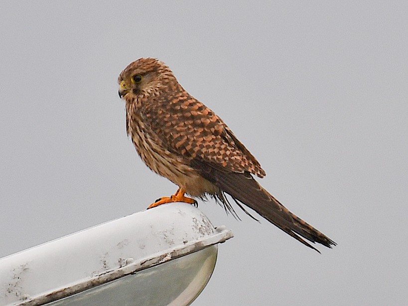 Eurasian Kestrel - ML645807603