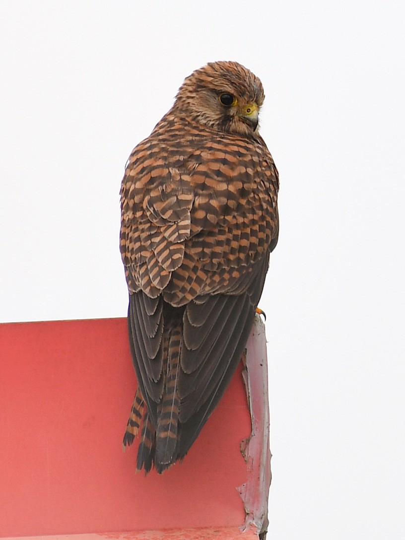 Eurasian Kestrel - ML645807604