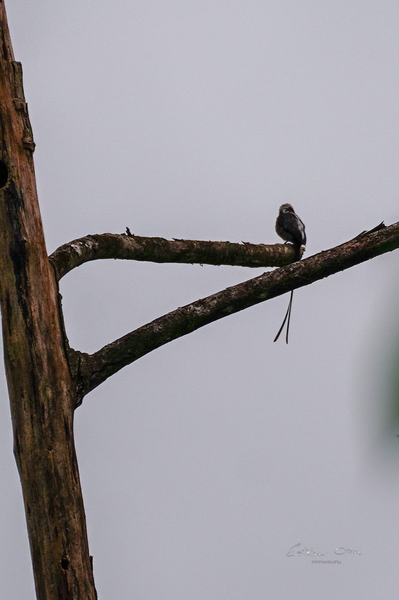 Long-tailed Tyrant - ML645807605