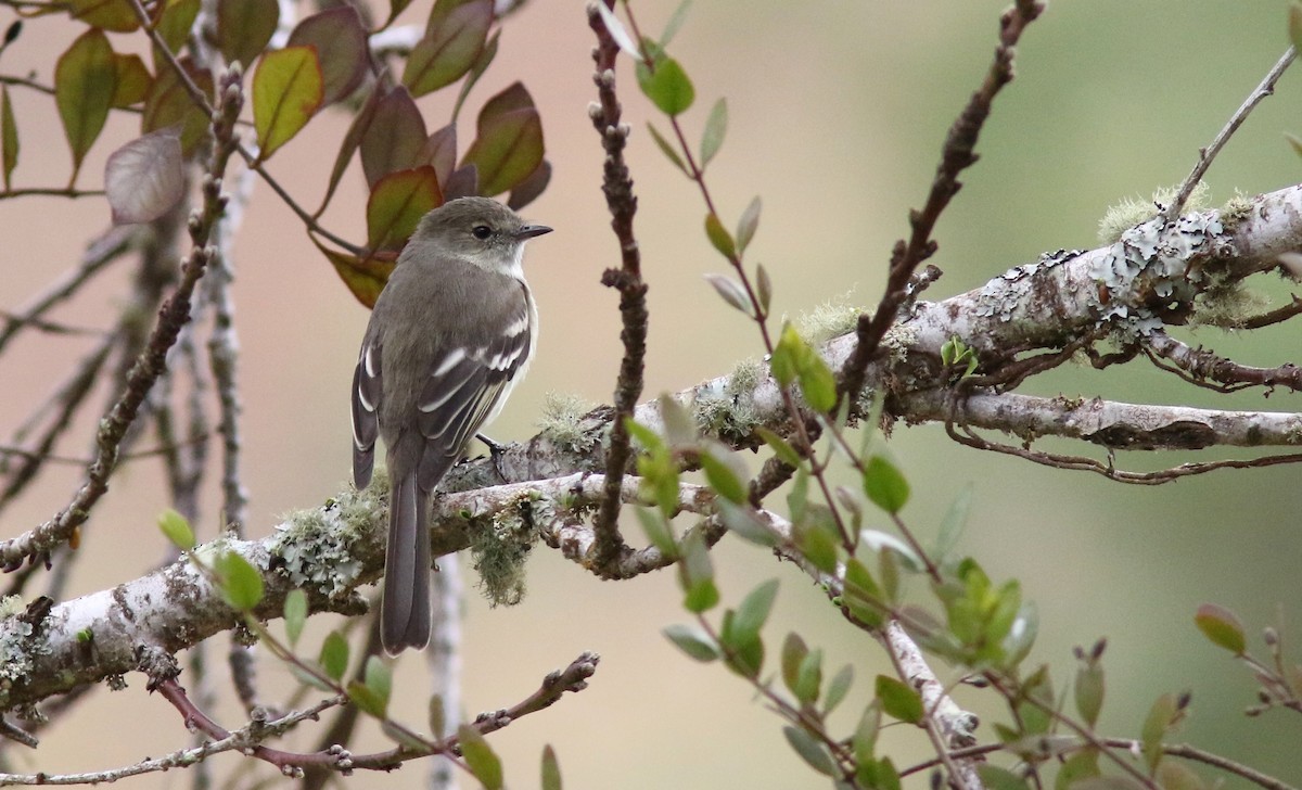 Greater Antillean Elaenia - ML64580761