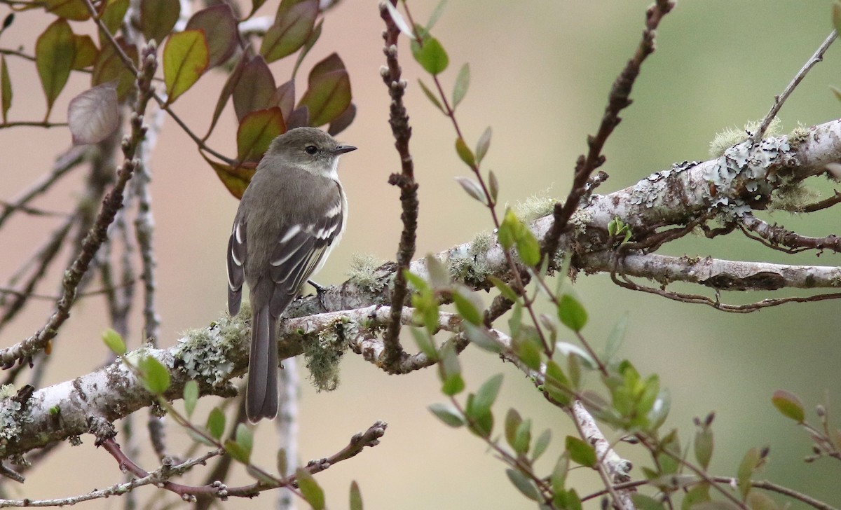 Greater Antillean Elaenia - Jim Tietz