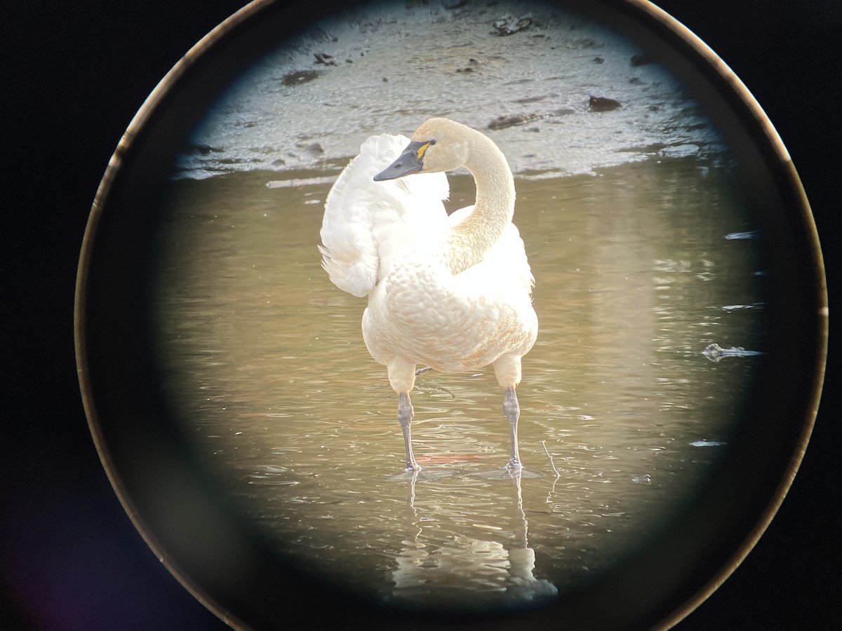 labuť malá - ML645807610