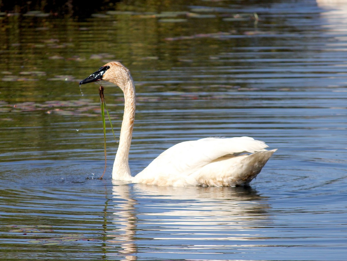 Trumpeter Swan - ML645807612