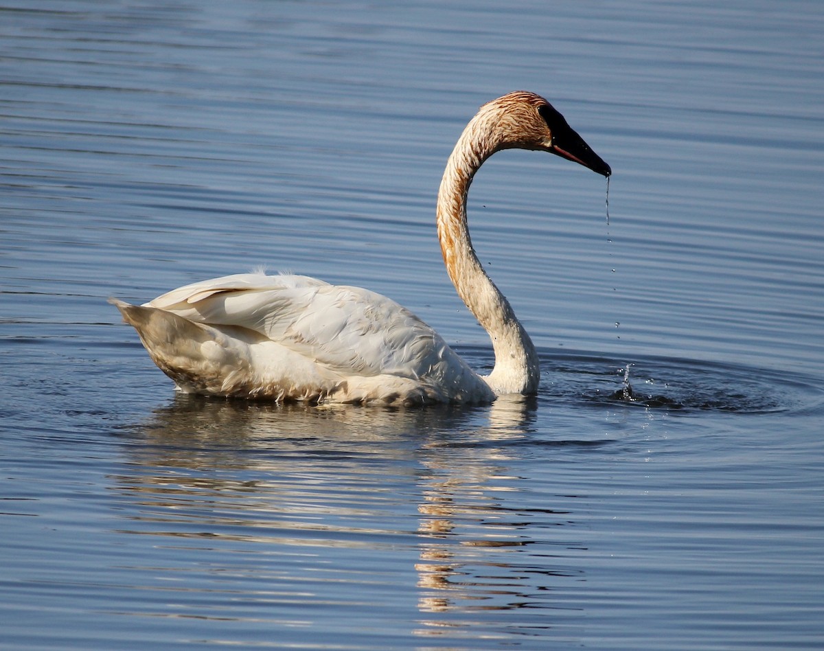 Trumpeter Swan - ML645807615