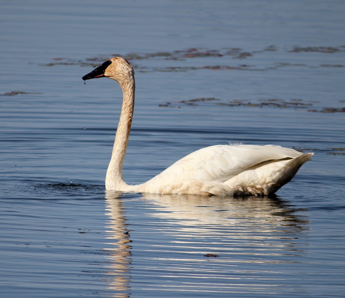 Trumpeter Swan - ML645807622