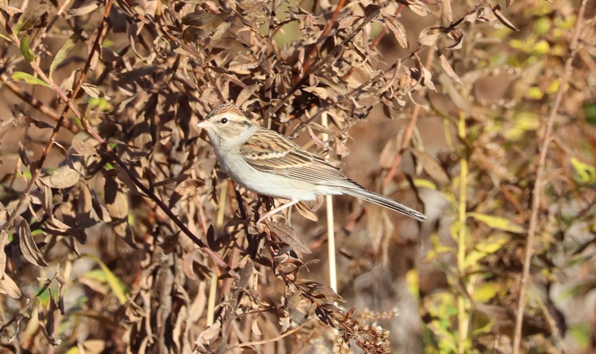 Chipping Sparrow - ML645807626