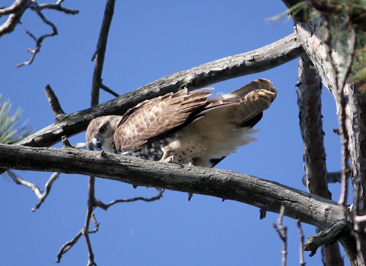 Red-tailed Hawk - ML645807627