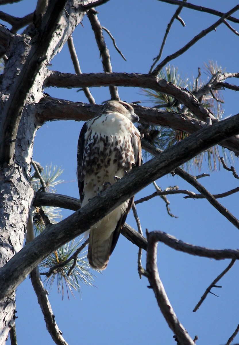 Red-tailed Hawk - ML645807629