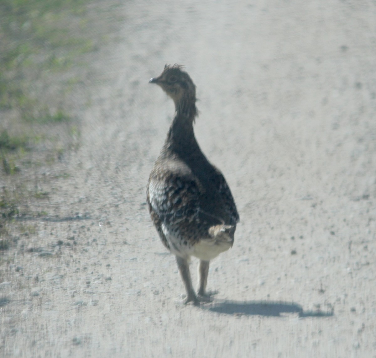 Sharp-tailed Grouse - ML645807634