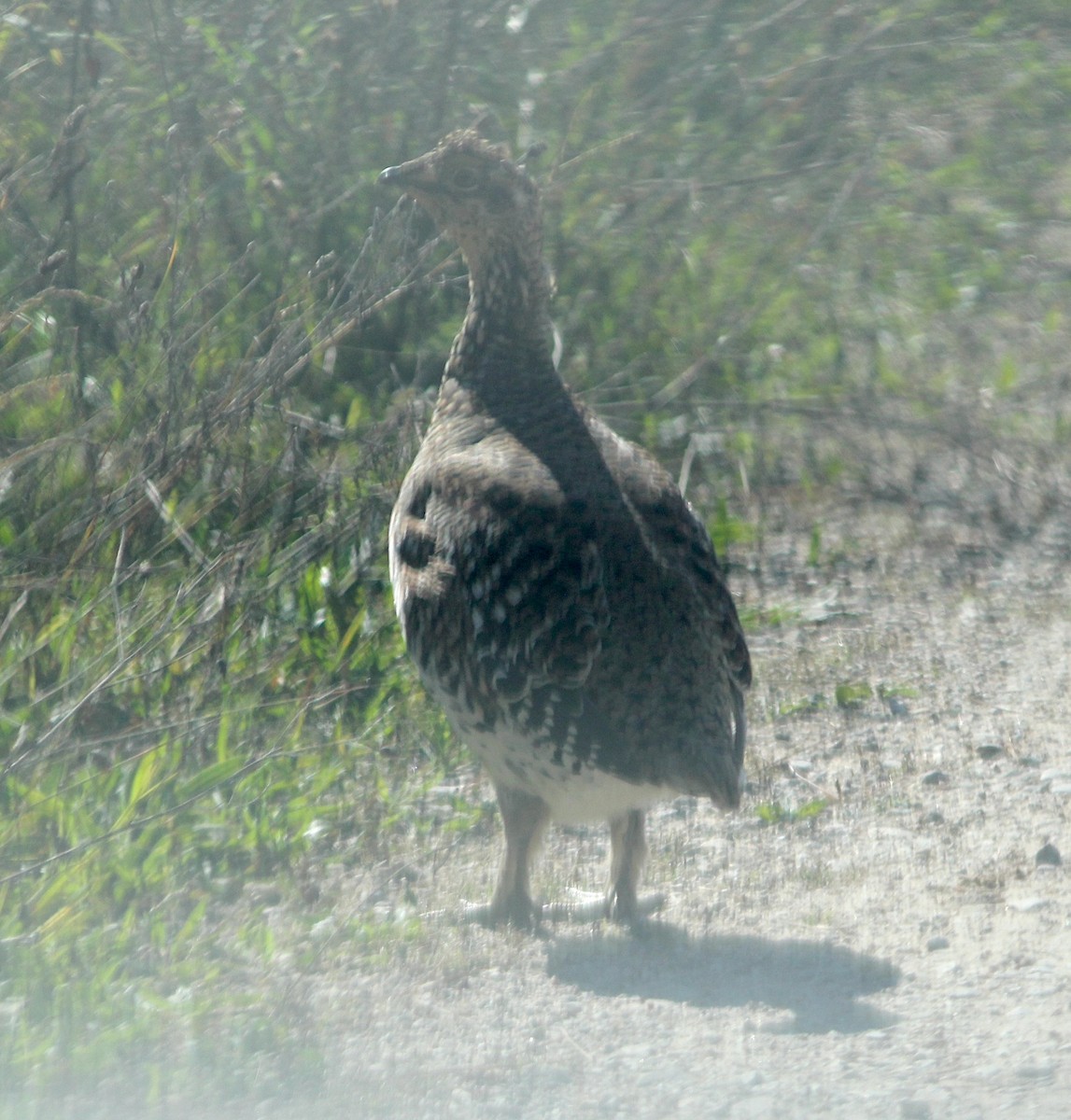 Sharp-tailed Grouse - ML645807635
