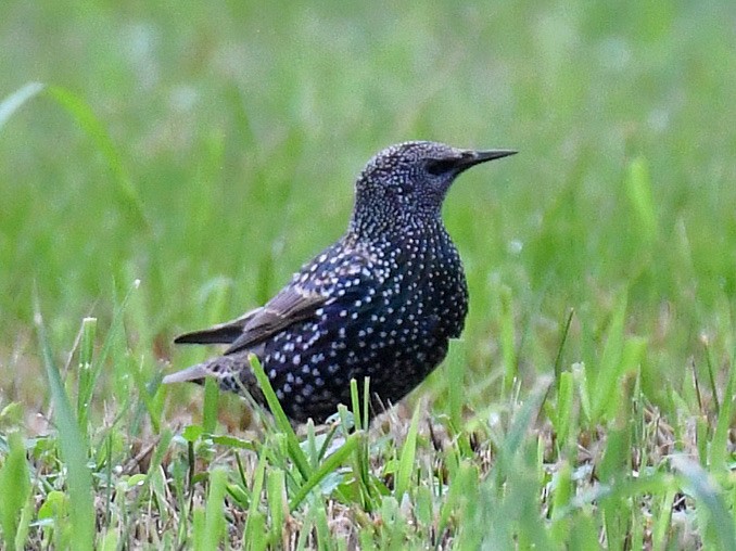 European Starling - ML645807642
