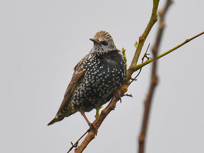 European Starling - ML645807643