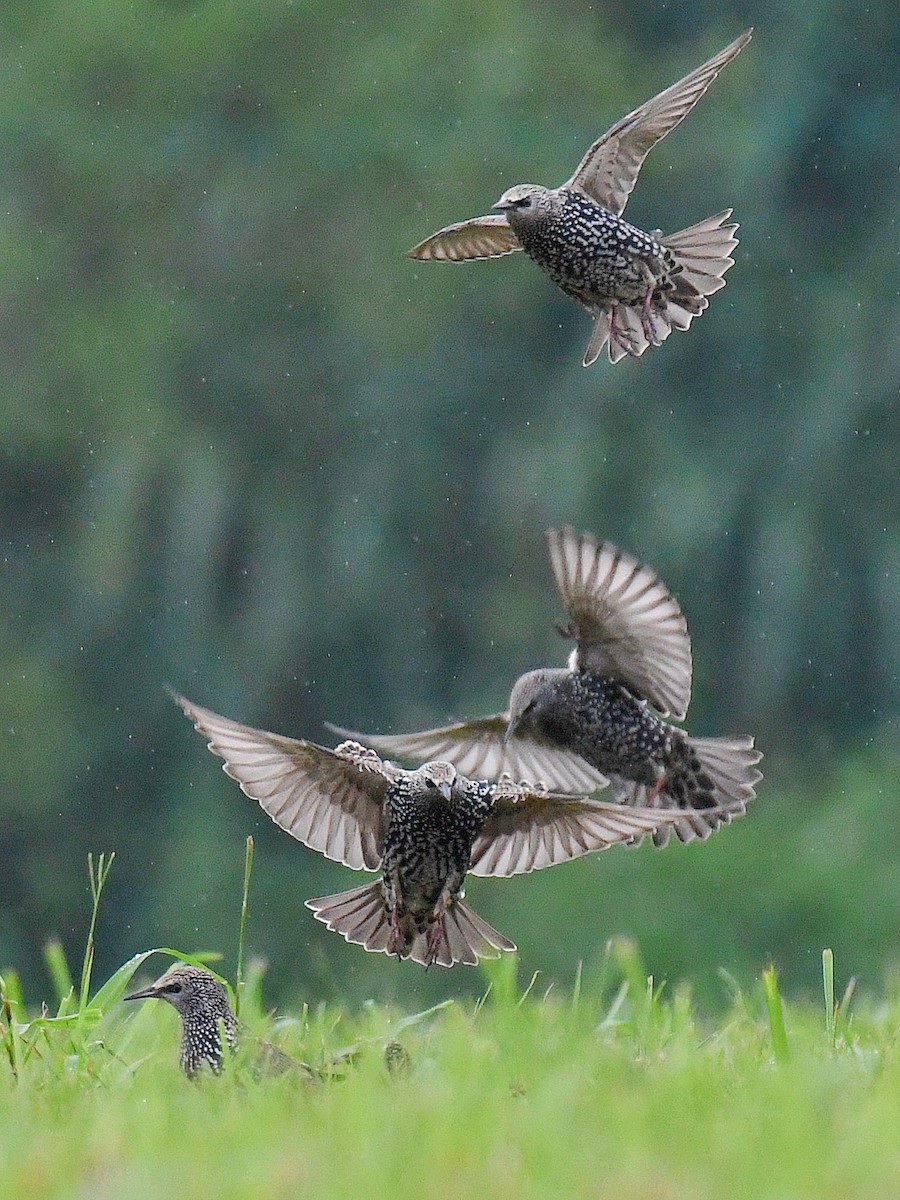 European Starling - ML645807645