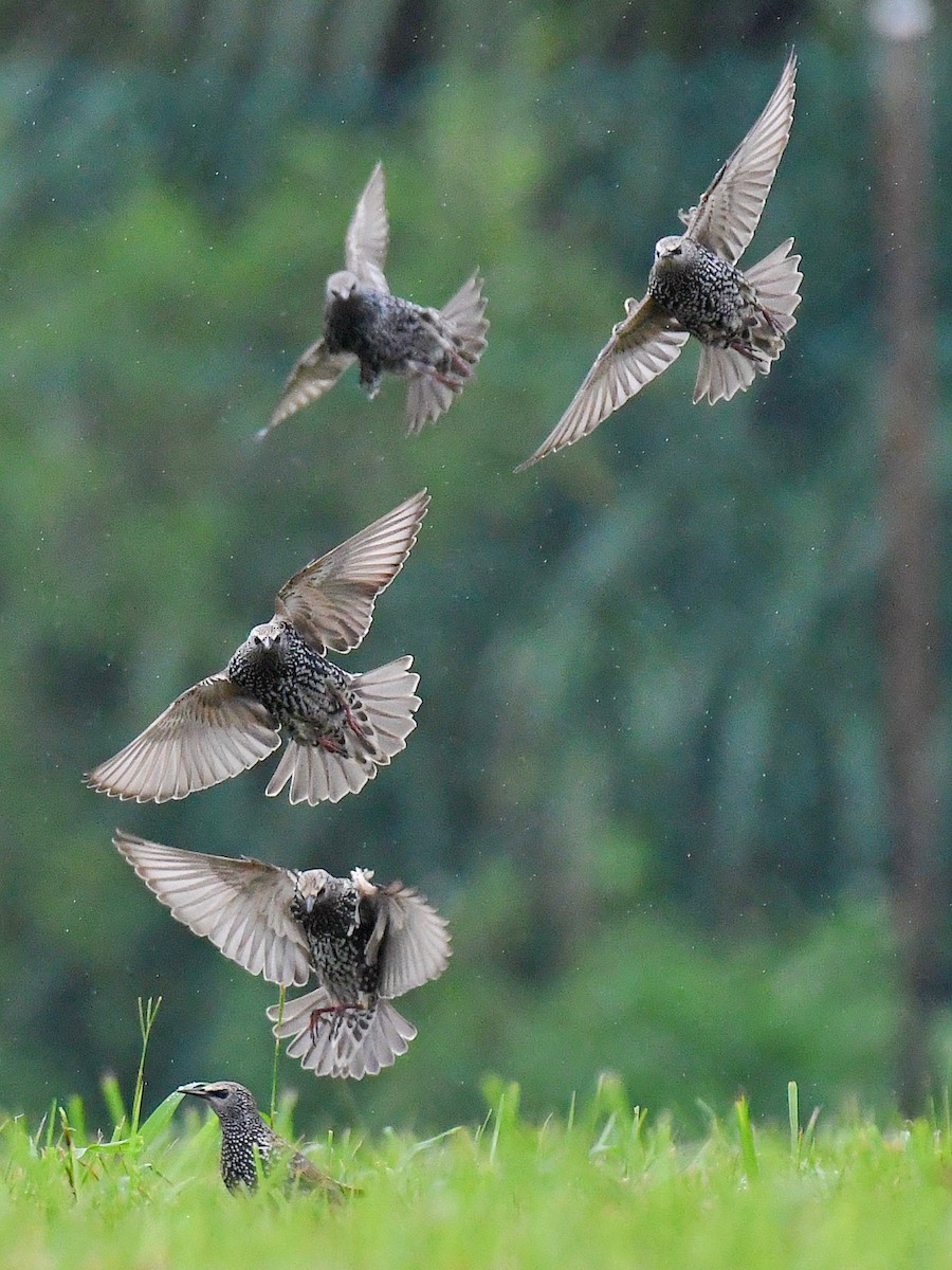 European Starling - ML645807647